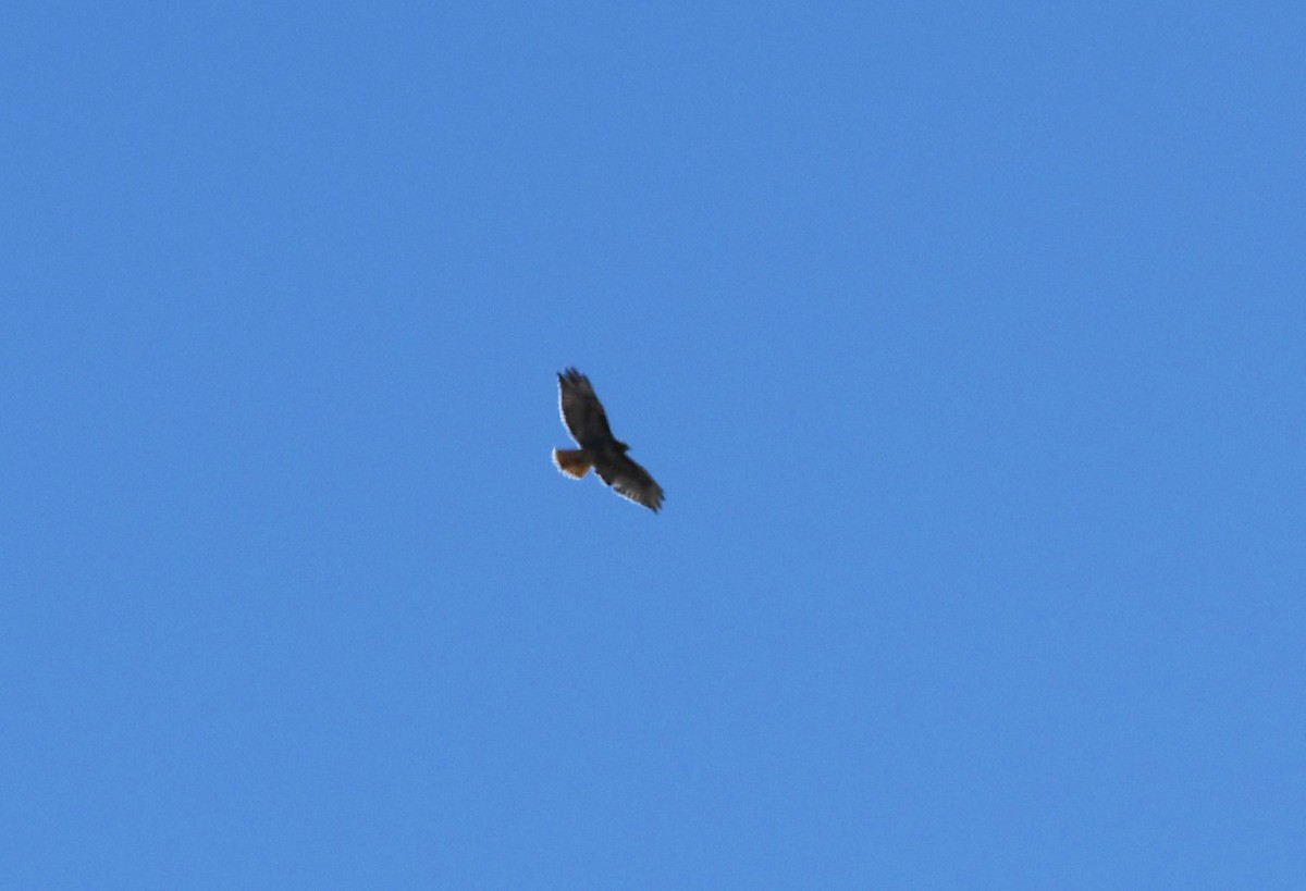 Red-tailed Hawk - ML616507776