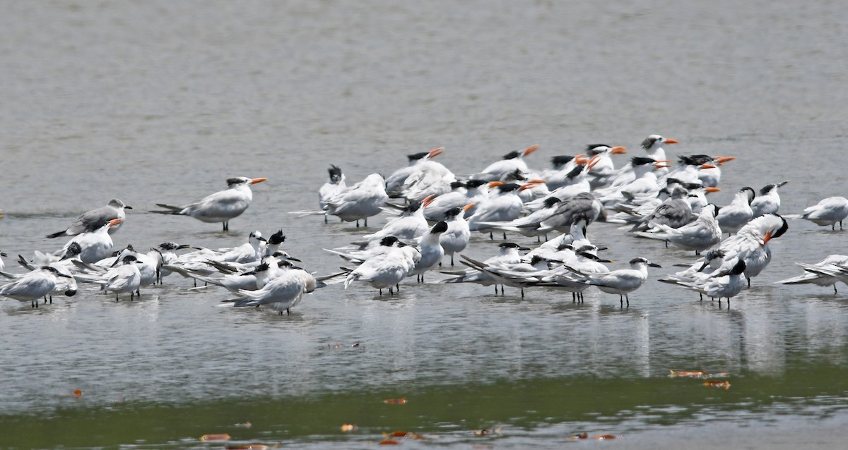 Sandwich Tern - ML616507785