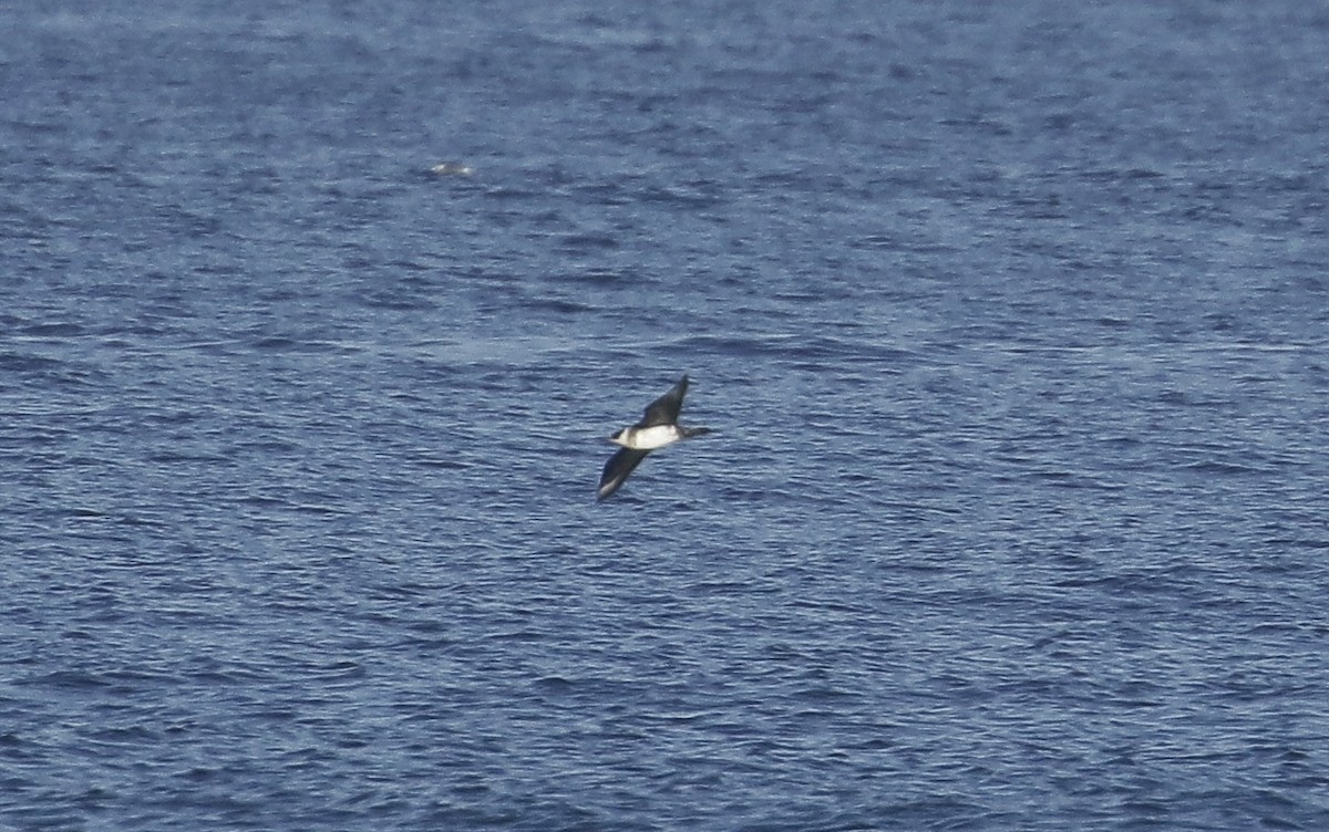 Parasitic Jaeger - Phillip Odum