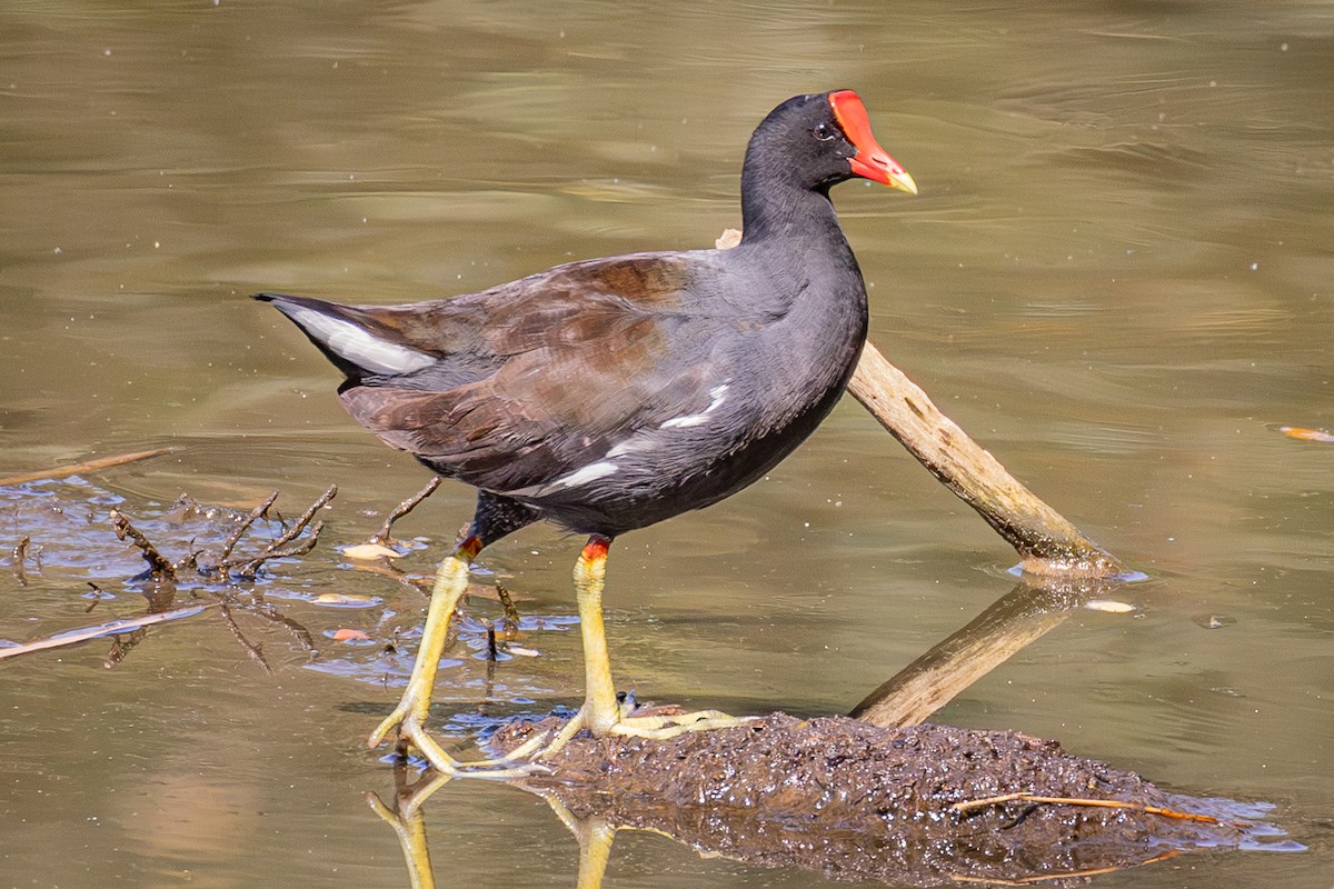 Common Gallinule - ML616508024