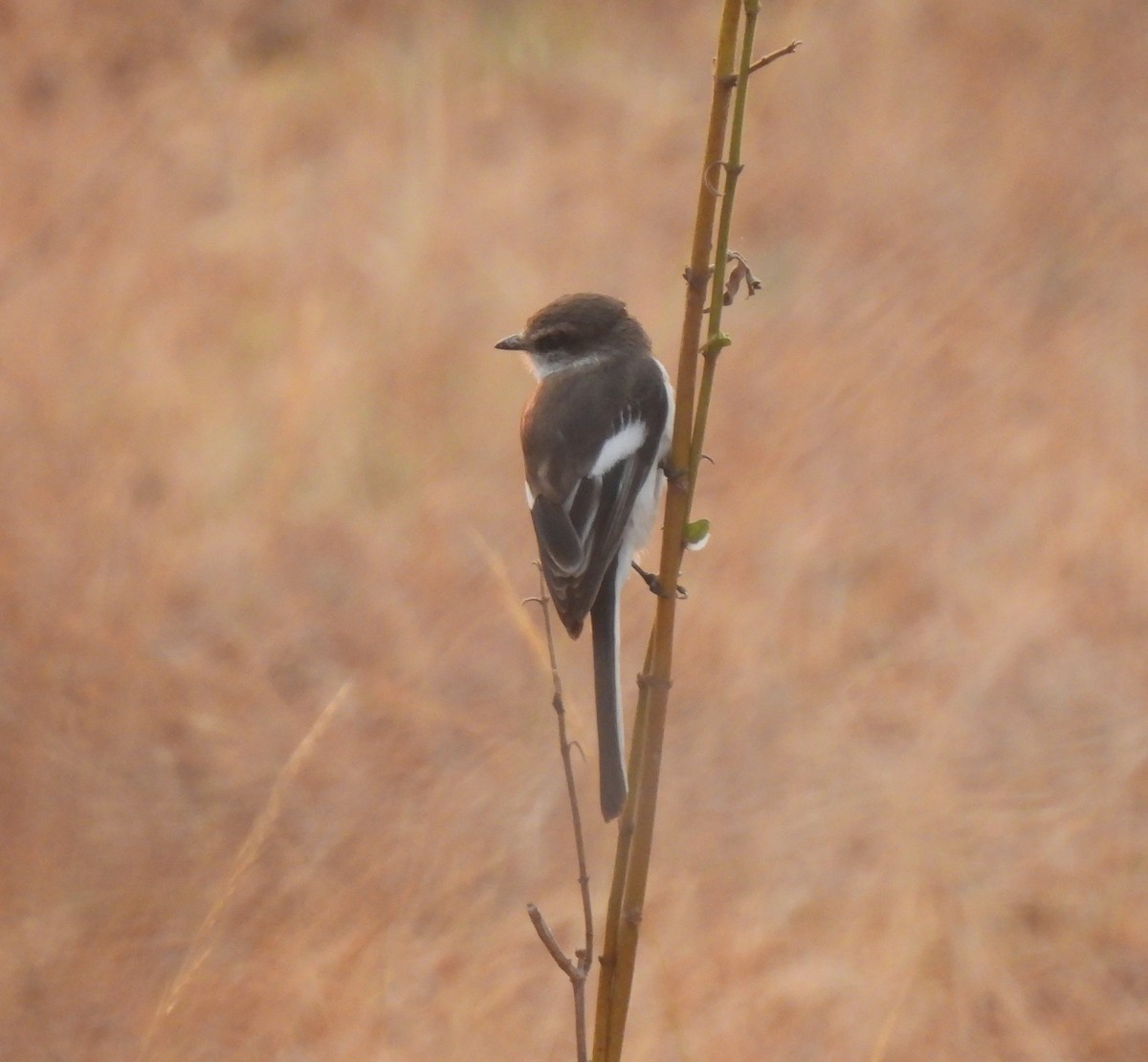 Minivet à ventre blanc - ML616508044