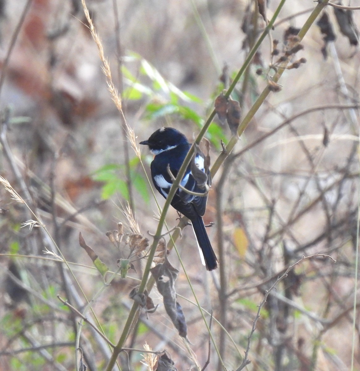 White-bellied Minivet - Sahana M