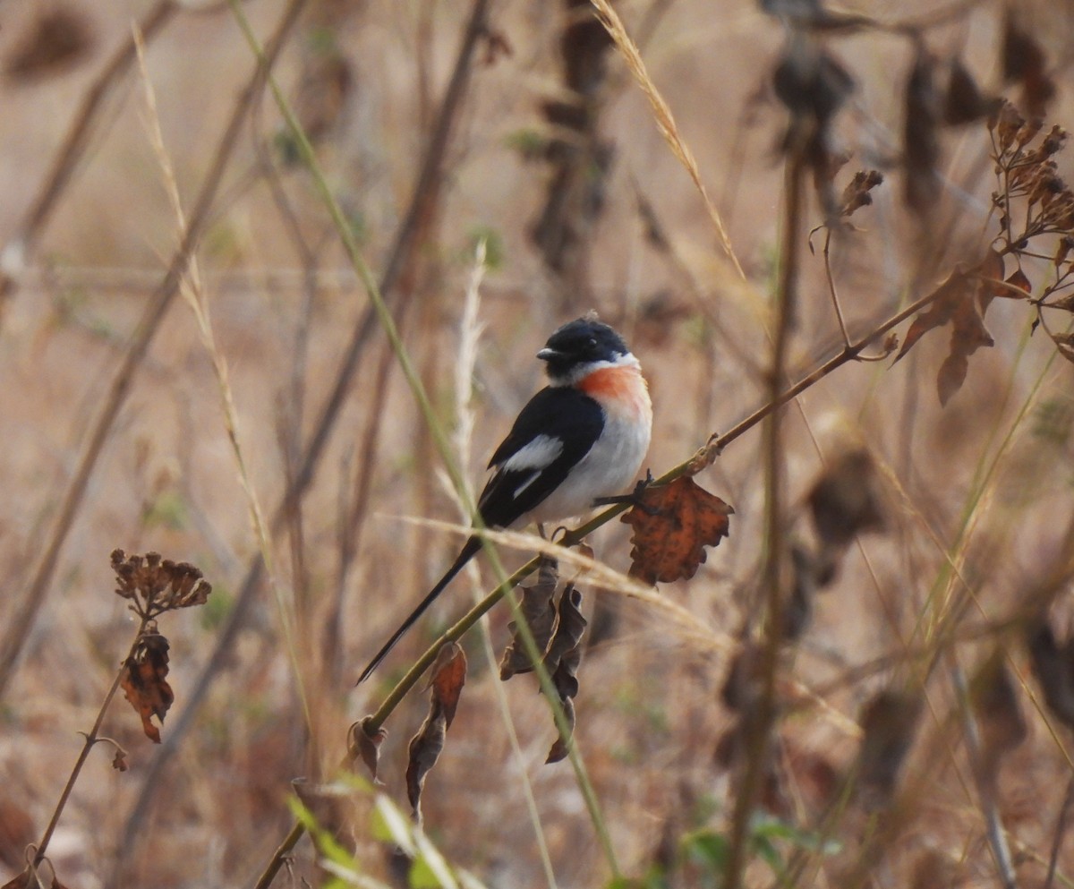 Minivet à ventre blanc - ML616508047