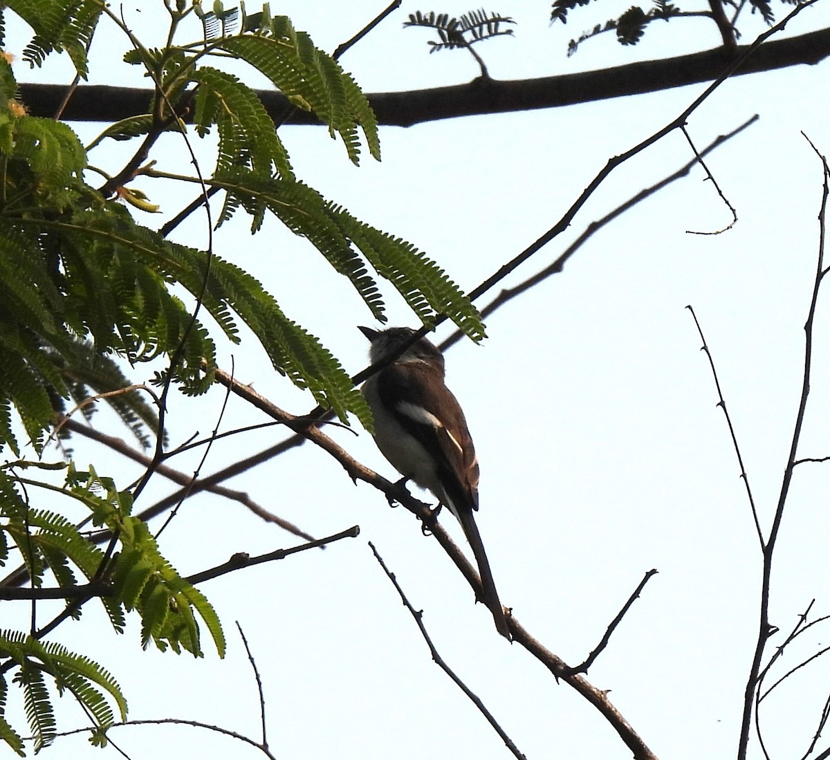 White-bellied Minivet - ML616508055