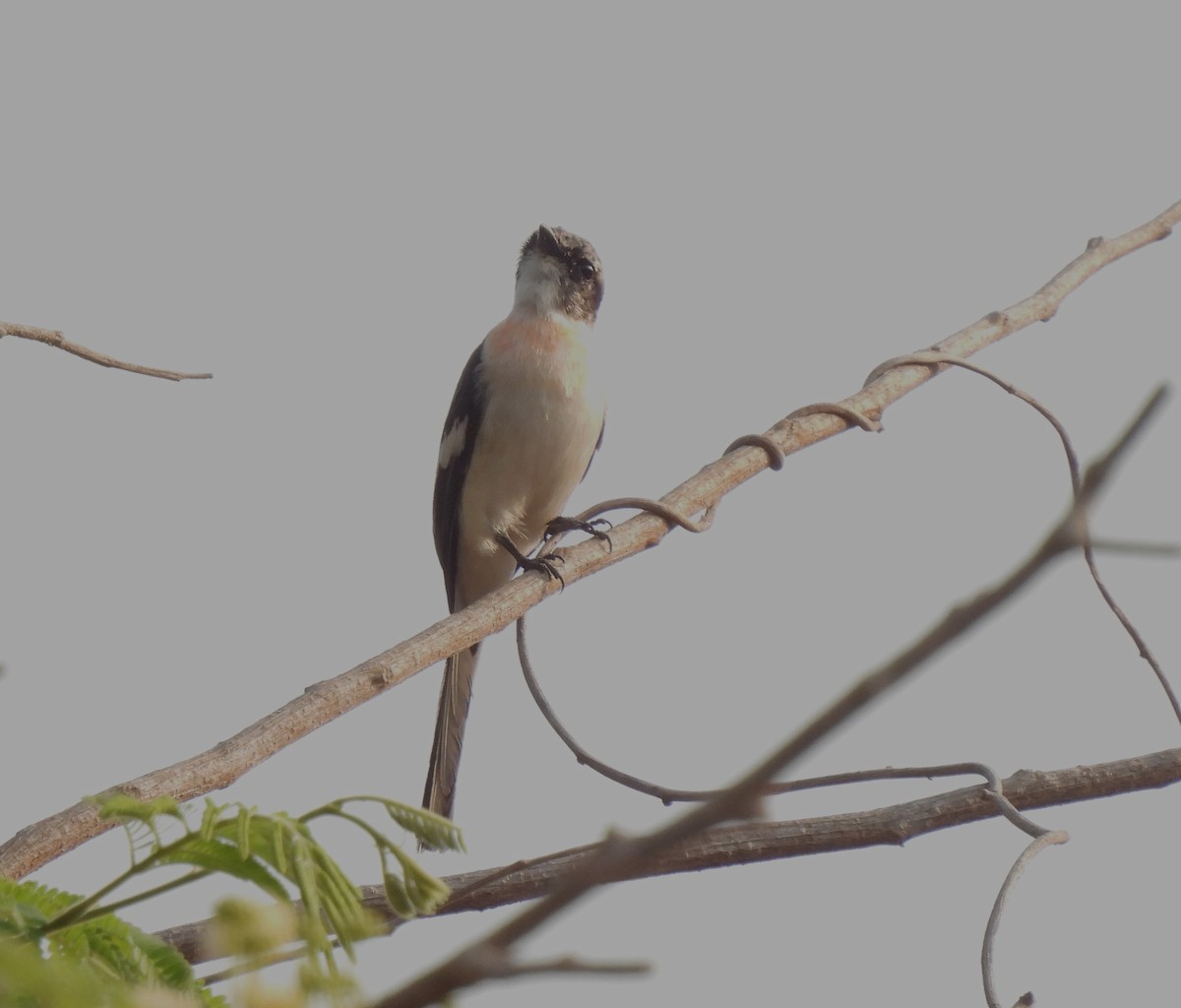 White-bellied Minivet - ML616508068