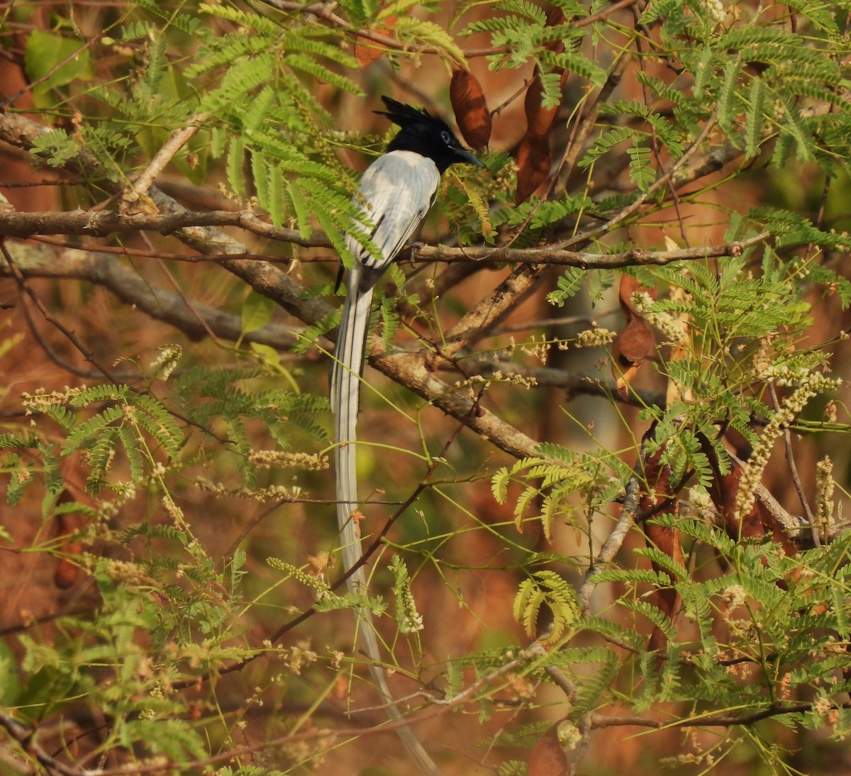 Indian Paradise-Flycatcher - ML616508077