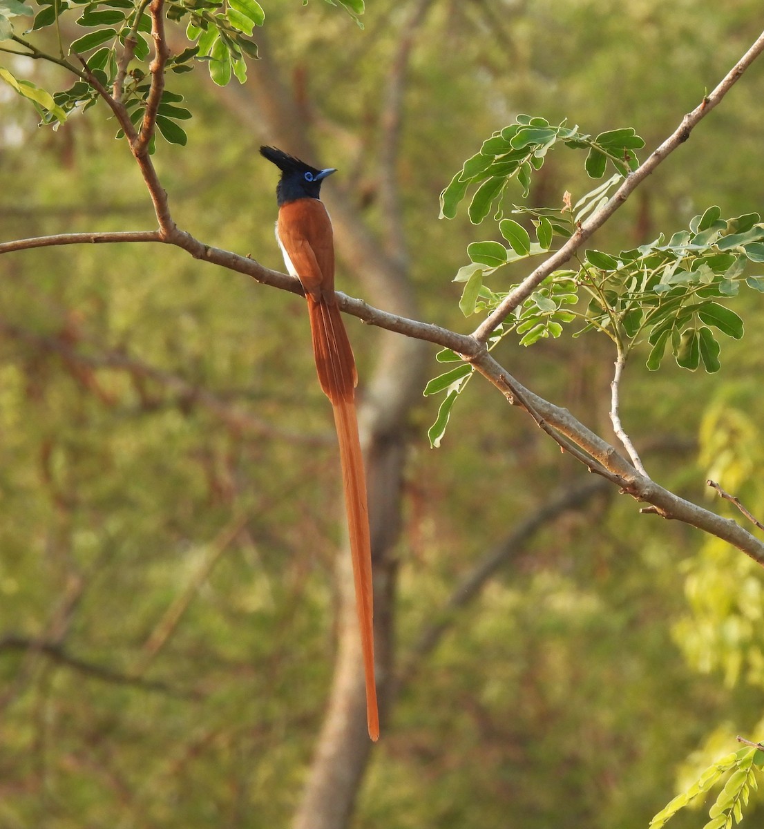 Indian Paradise-Flycatcher - ML616508080