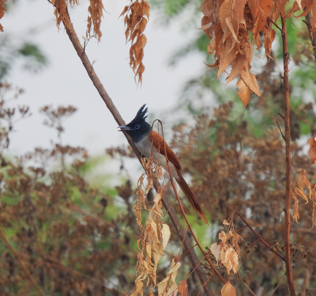 Indian Paradise-Flycatcher - ML616508088