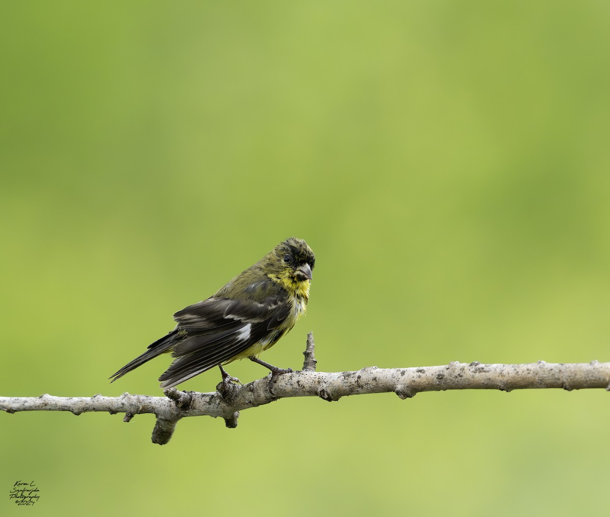 Lesser Goldfinch - ML616508090