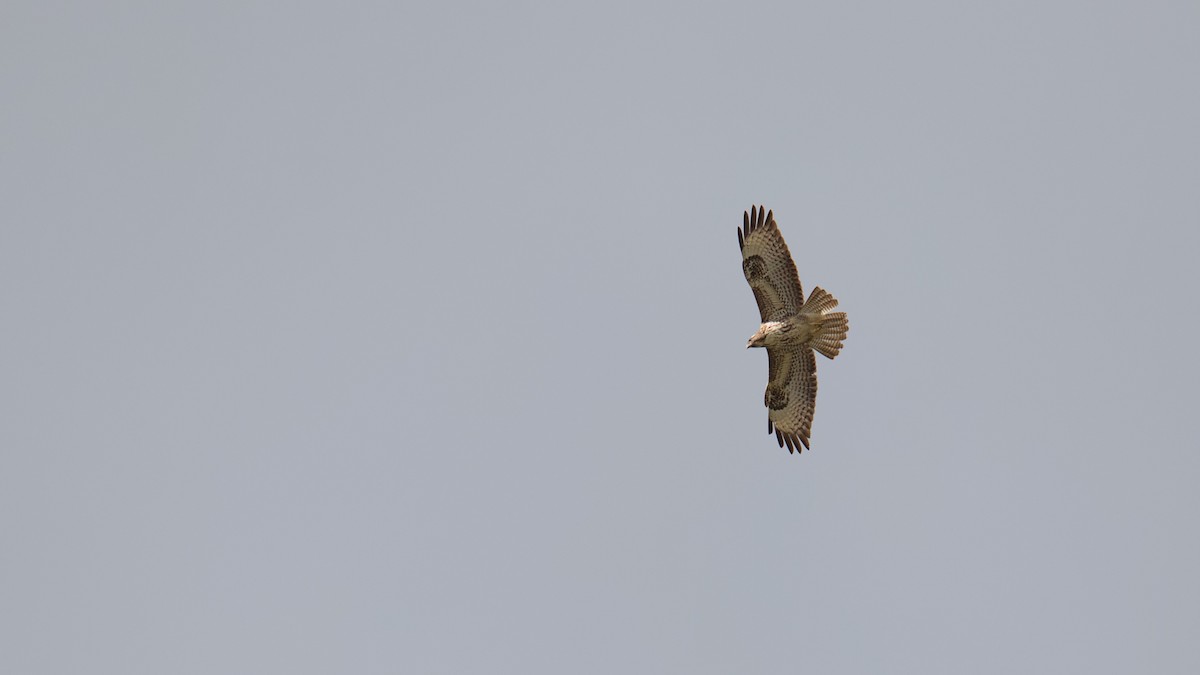 Common Buzzard - Gerald Friedrichs