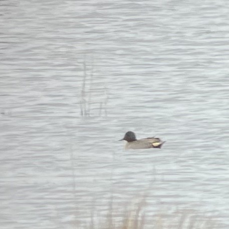 Green-winged Teal (American) - ML616508124