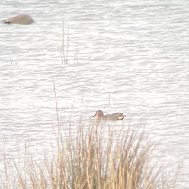 Green-winged Teal (American) - ML616508136