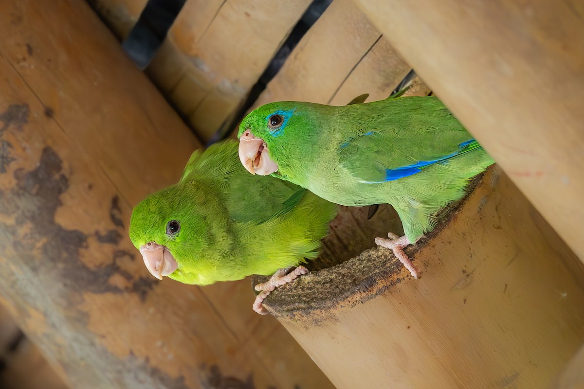Spectacled Parrotlet - ML616508140