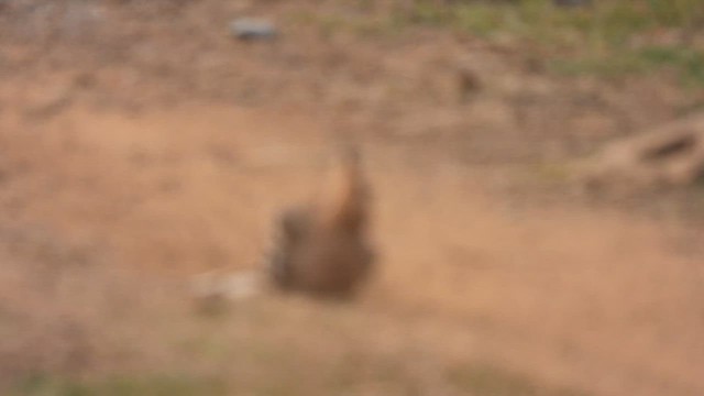 Eurasian Hoopoe - ML616508146