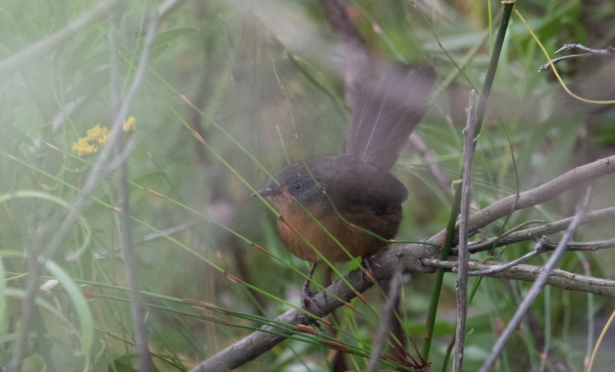 Victorin's Warbler - ML616508148