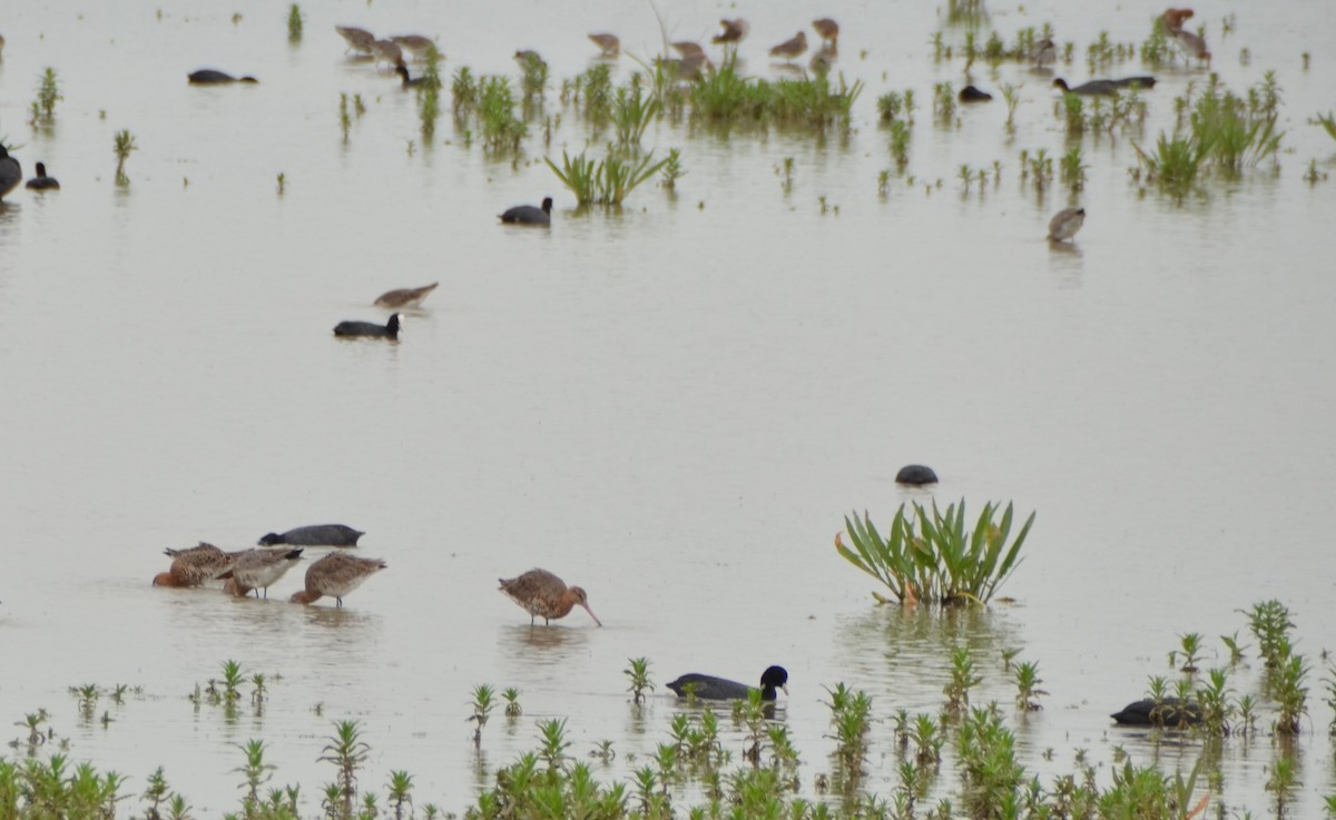 Uferschnepfe (limosa) - ML616508176