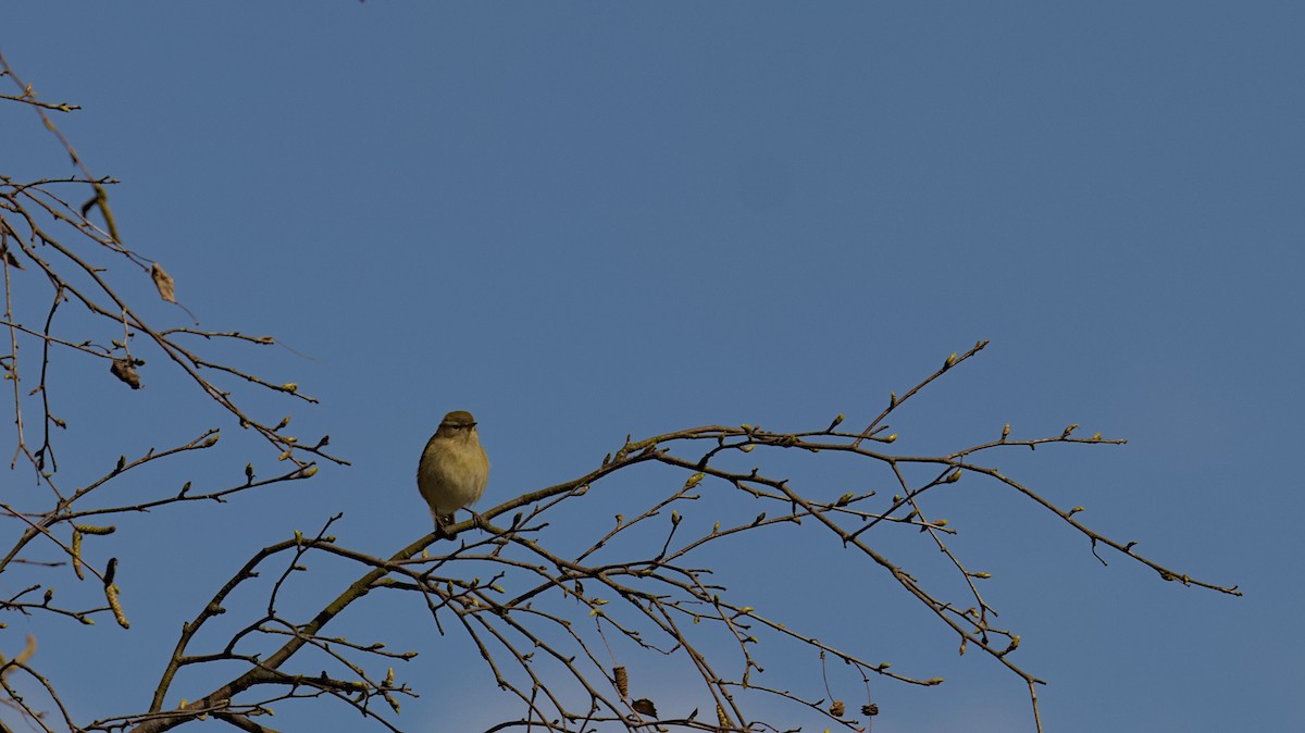 Common Chiffchaff - Gerald Friedrichs