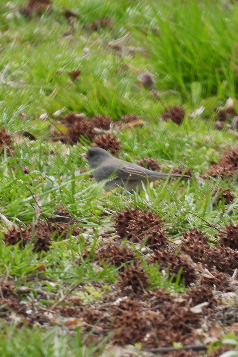 Dark-eyed Junco - Larry Gaugler