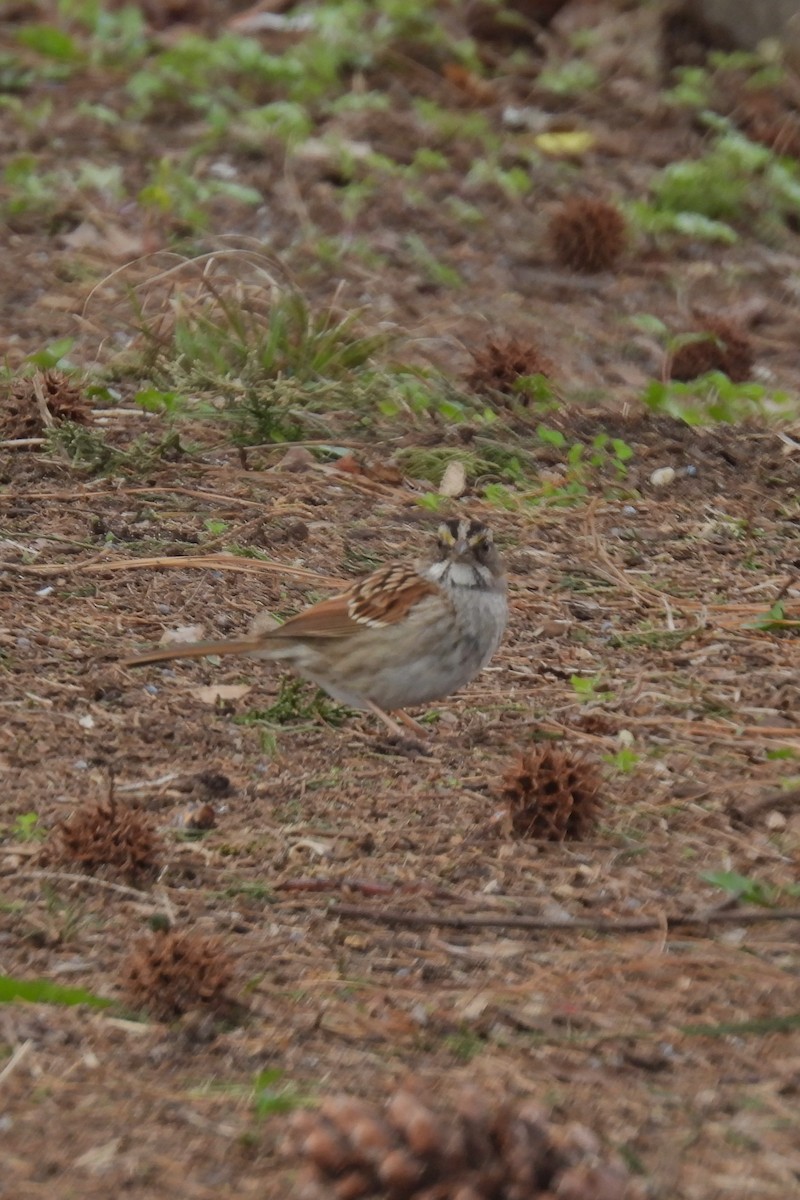 White-throated Sparrow - ML616508202
