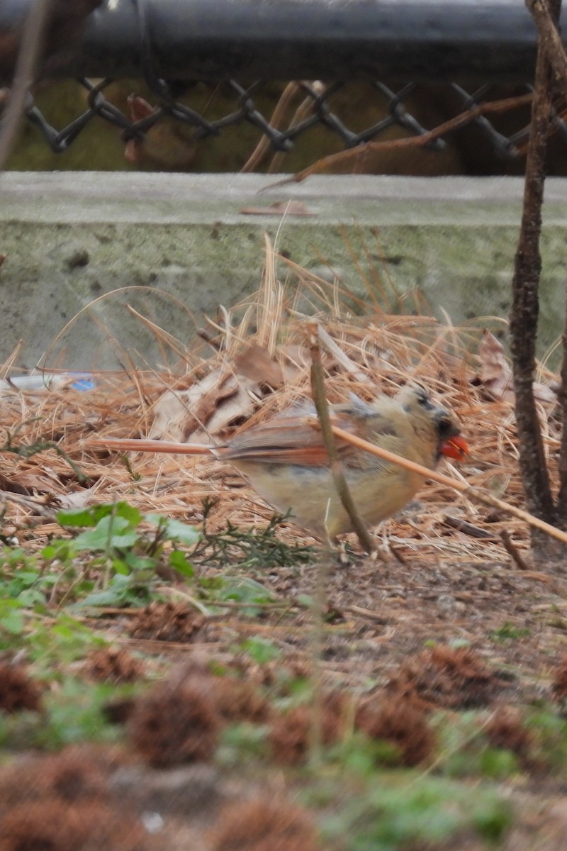 Northern Cardinal - ML616508206