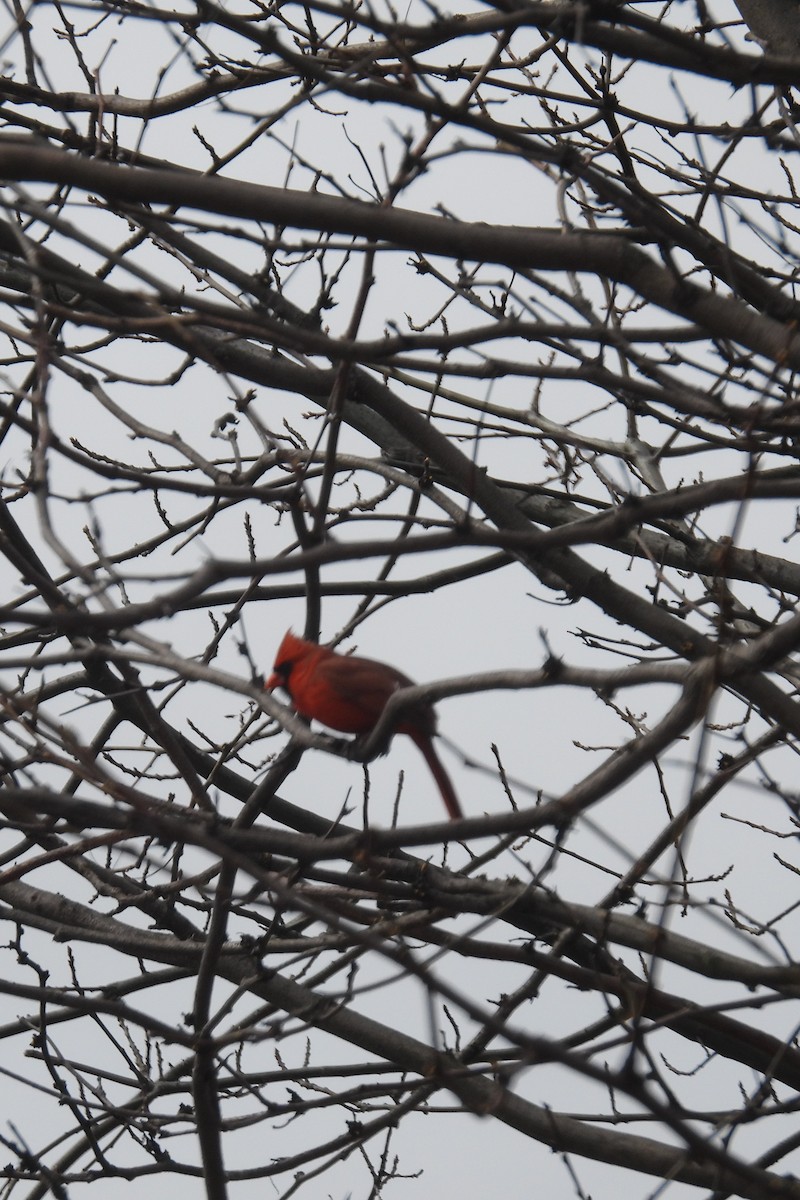 Northern Cardinal - ML616508207