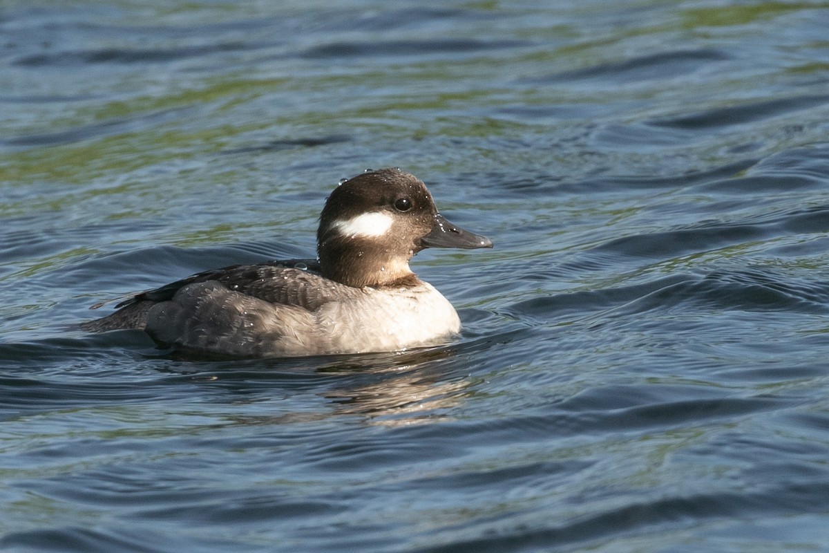 Bufflehead - Mitch Walters