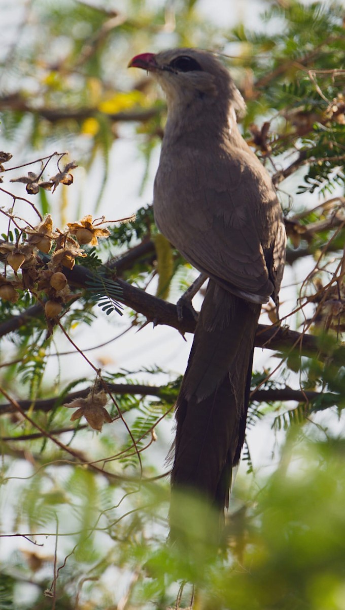 Sirkeer Malkoha - ML616508244