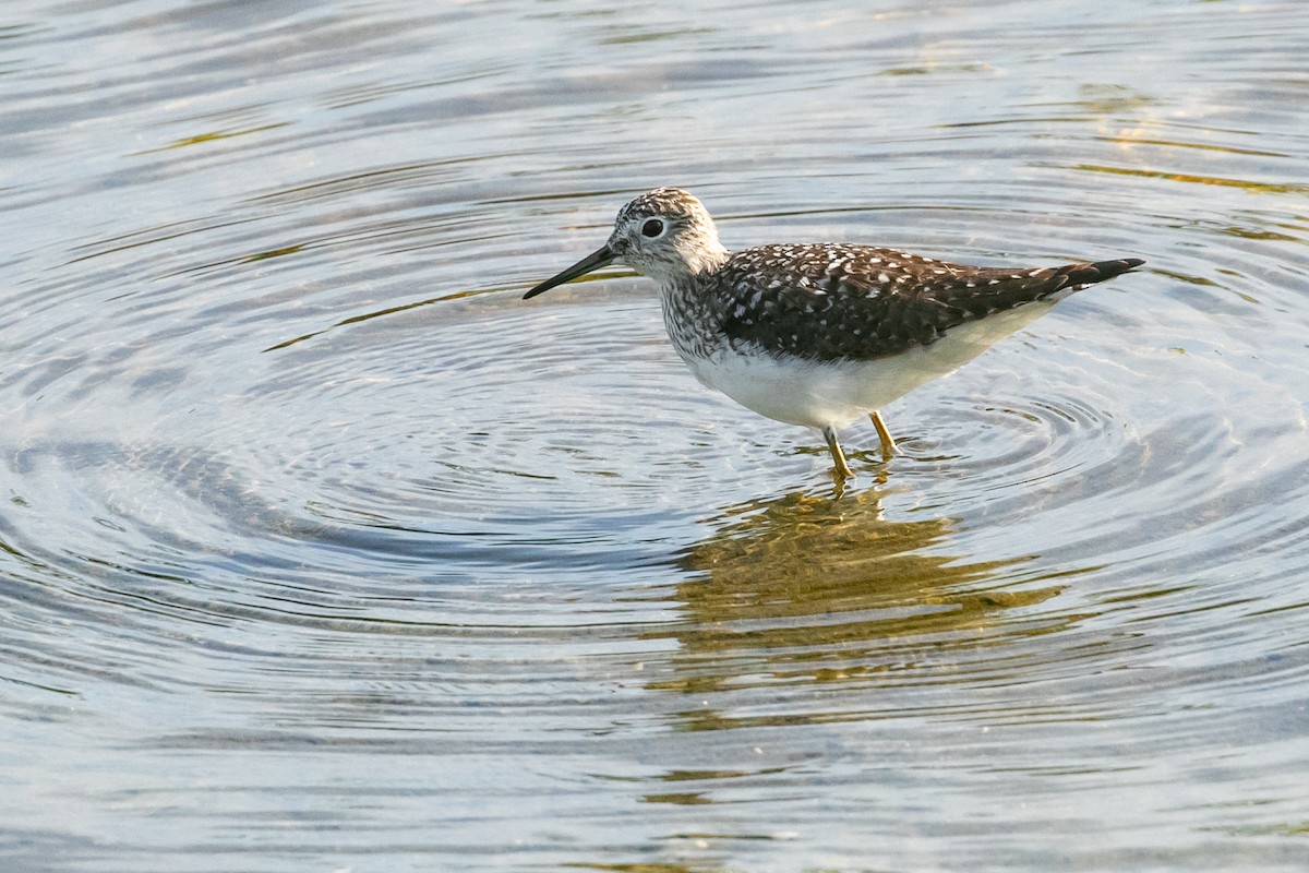 Solitary Sandpiper - ML616508250