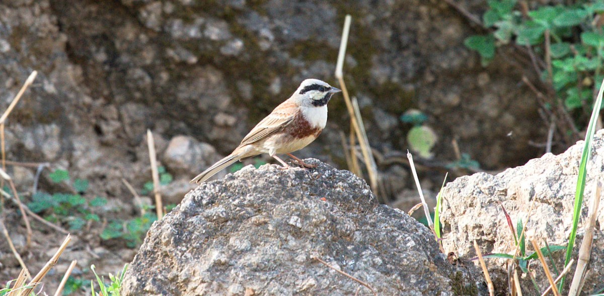 White-capped Bunting - ML616508340