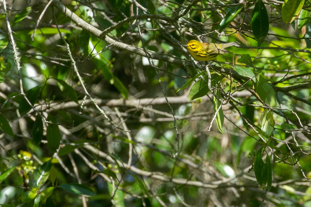 Prairie Warbler - ML616508362