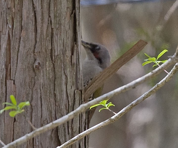 Japanese Woodpecker - ML616508374