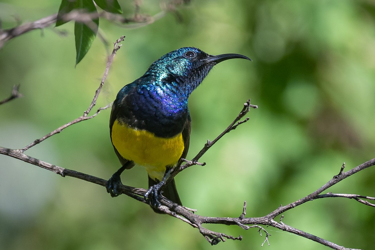 Variable Sunbird - ML616508393