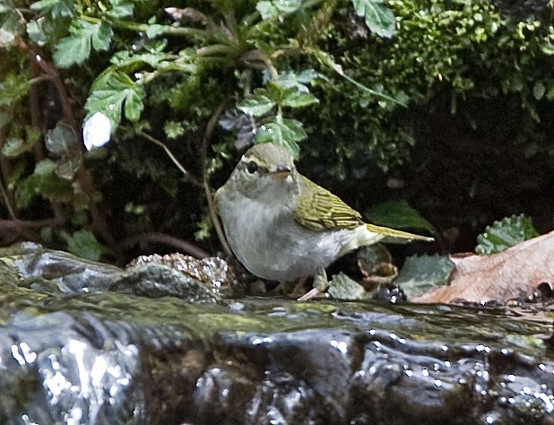 Eastern Crowned Warbler - Graham Ekins