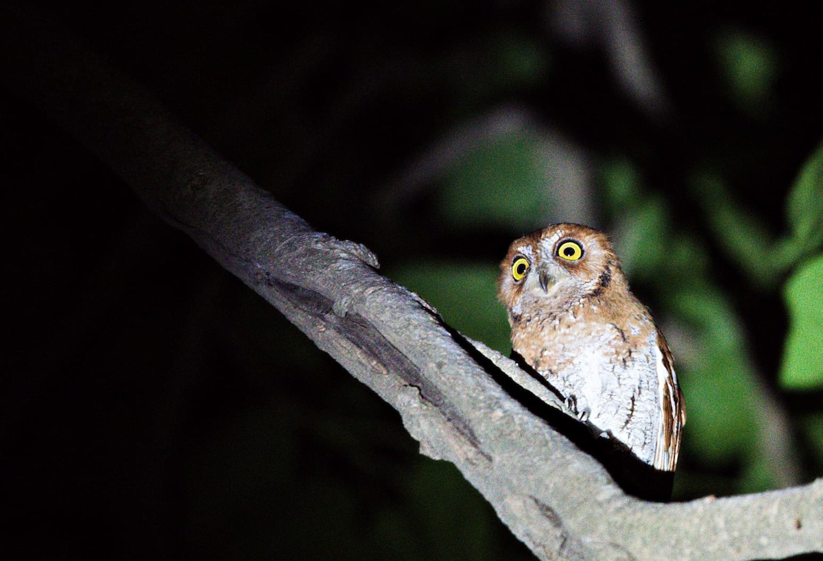 Oriental Scops-Owl - ML616508421