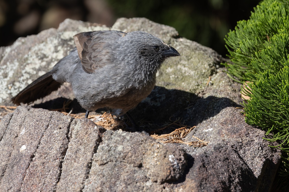 Apostlebird - ML616508427