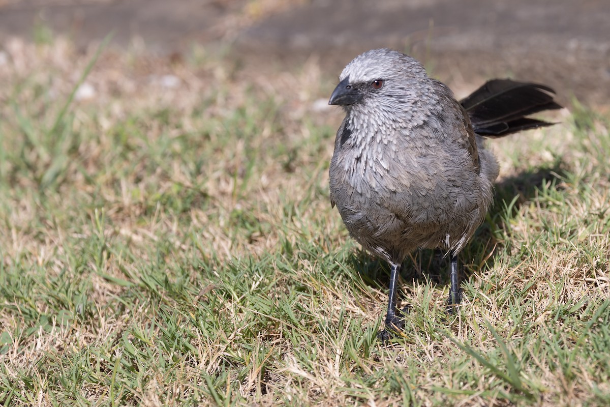 Apostlebird - ML616508428