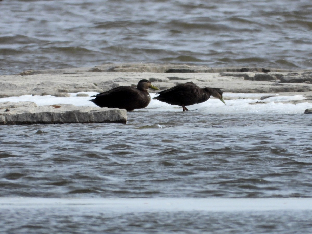 American Black Duck - ML616508478