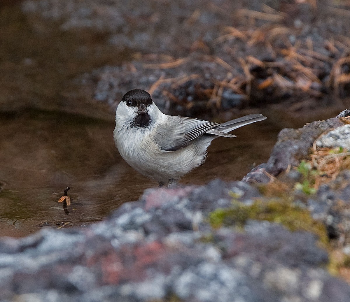 Willow Tit (Willow) - Graham Ekins