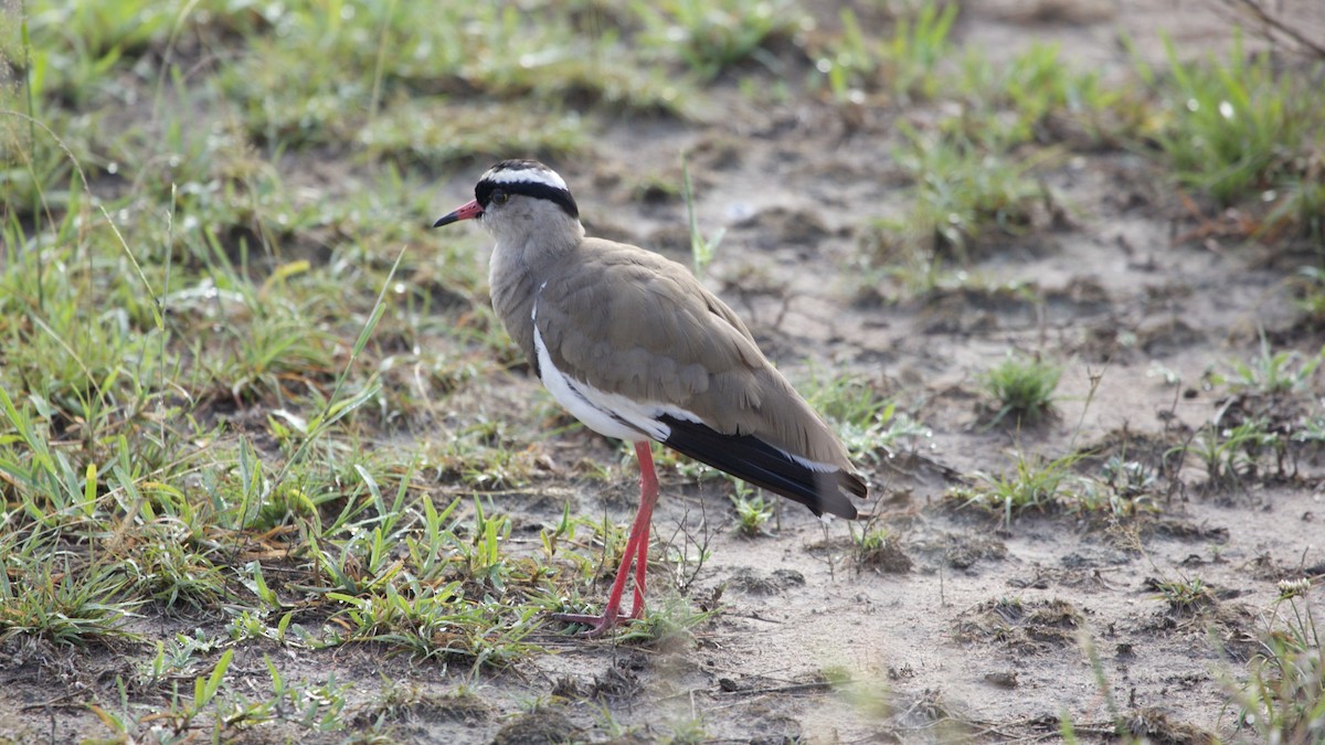 Crowned Lapwing - ML616508512