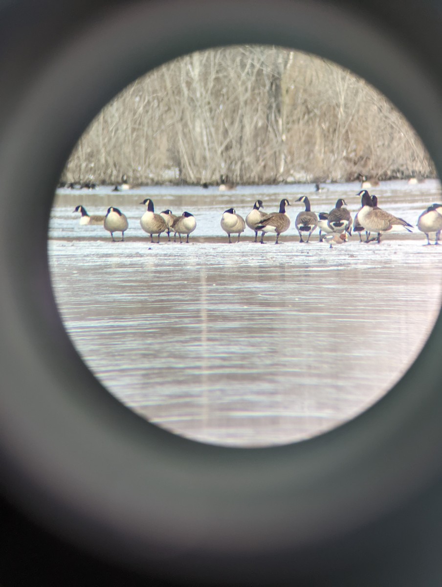 Eurasian Wigeon - ML616508596