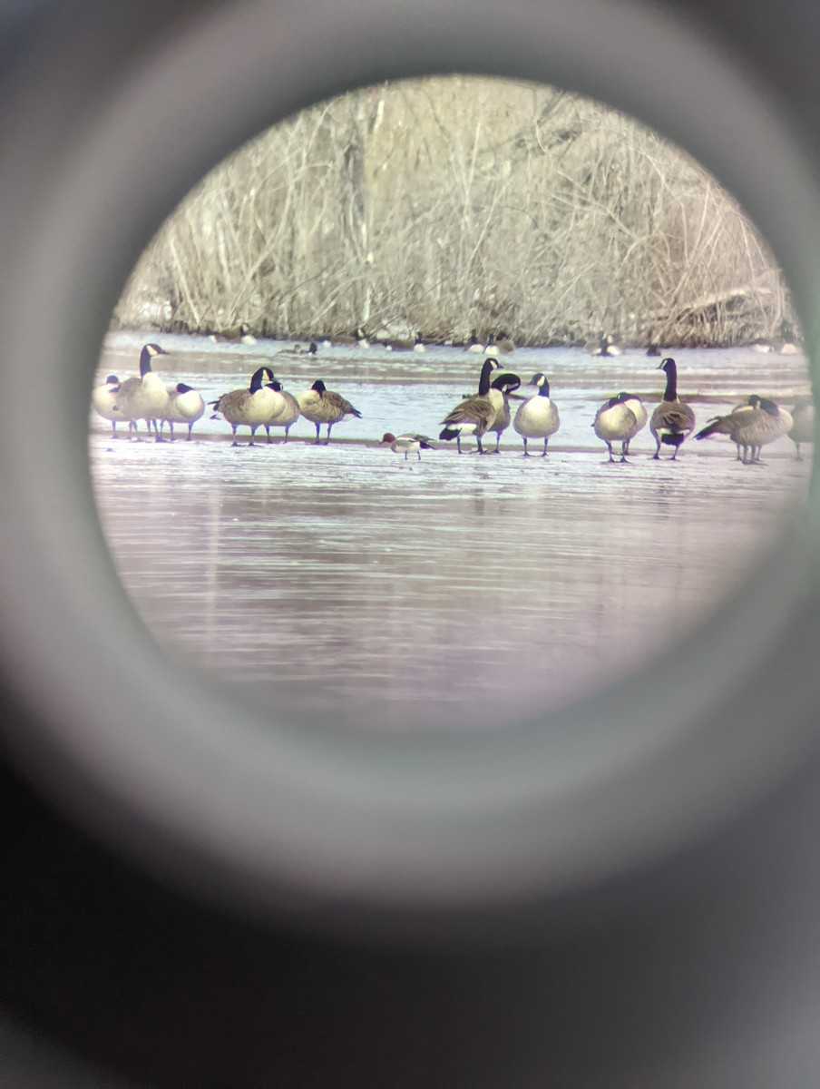 Eurasian Wigeon - ML616508597