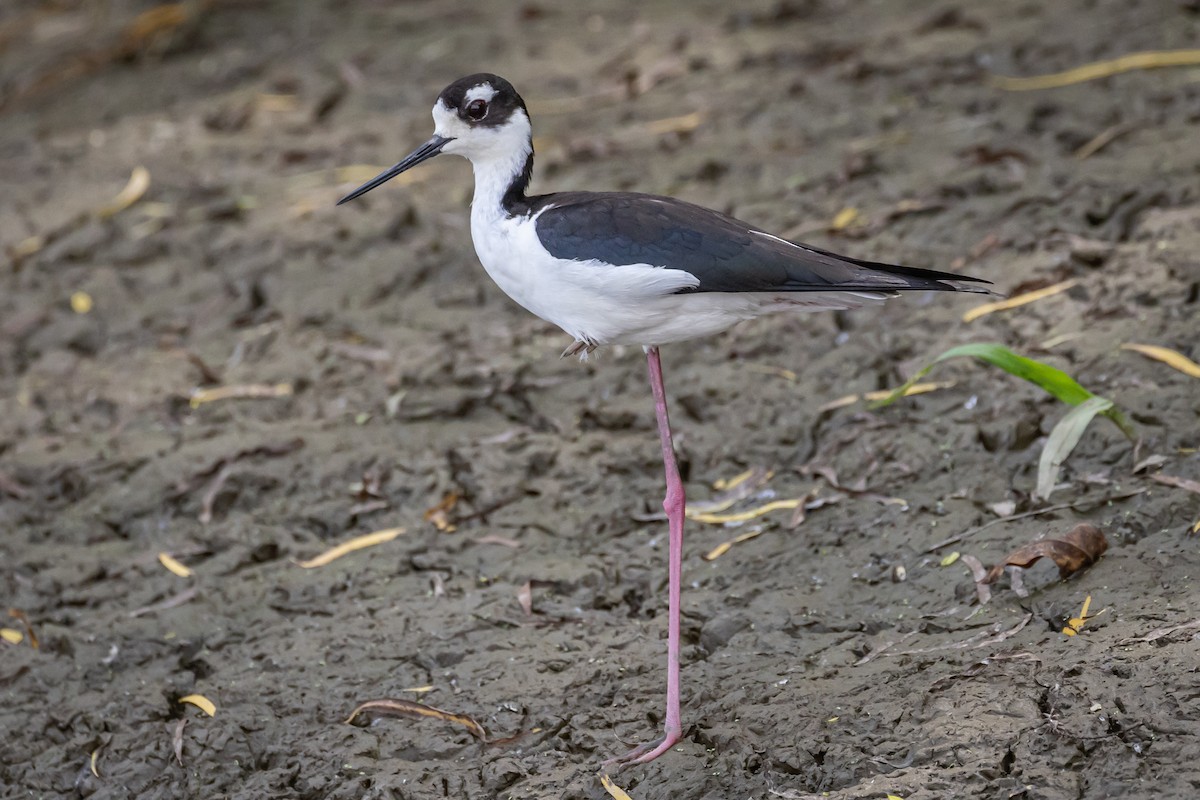 Black-necked Stilt - ML616508629