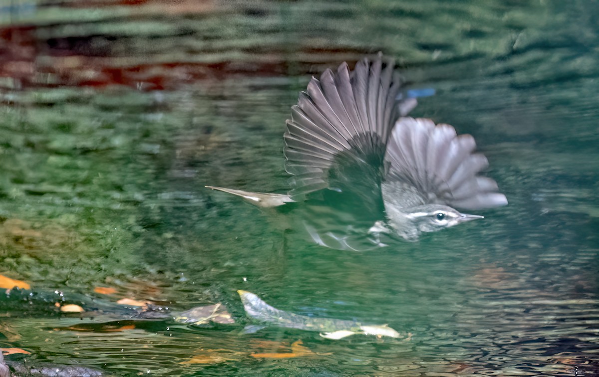 Northern Waterthrush - ML616508646