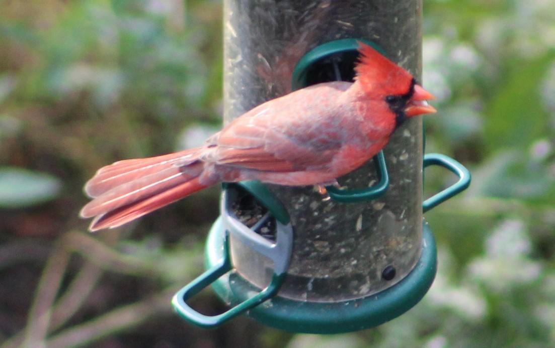 Northern Cardinal - ML616508649