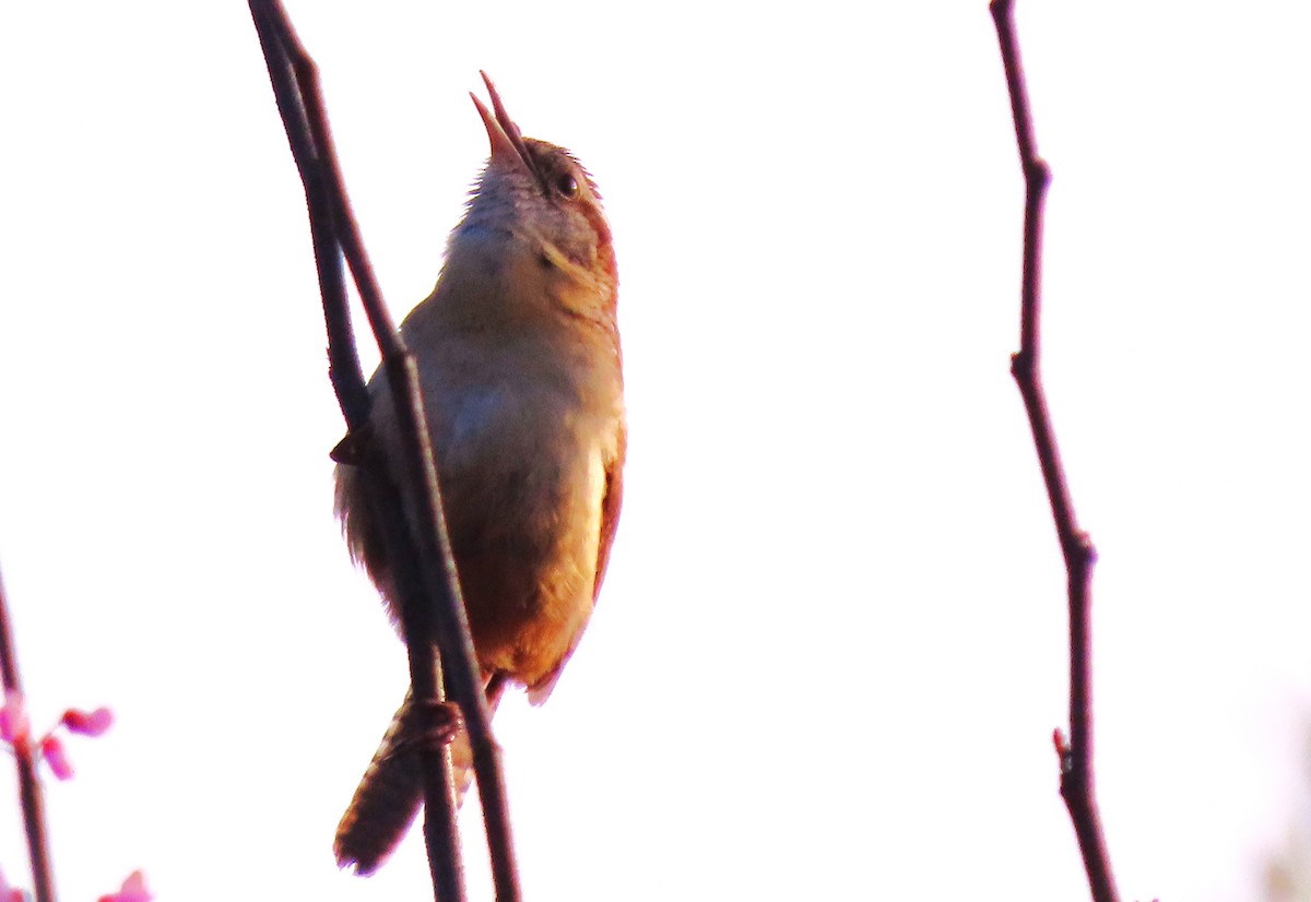 Carolina Wren - ML616508654