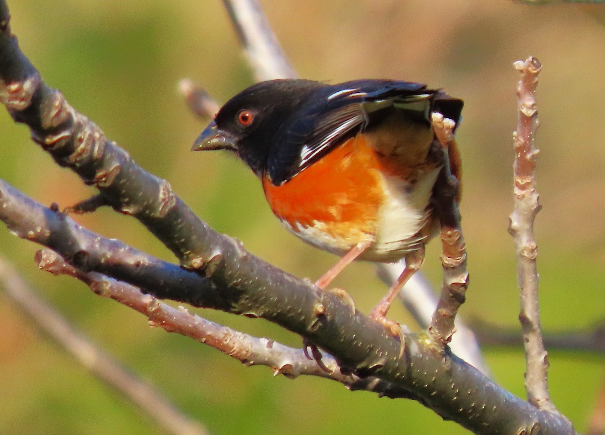 pipilo rudooký - ML616508680