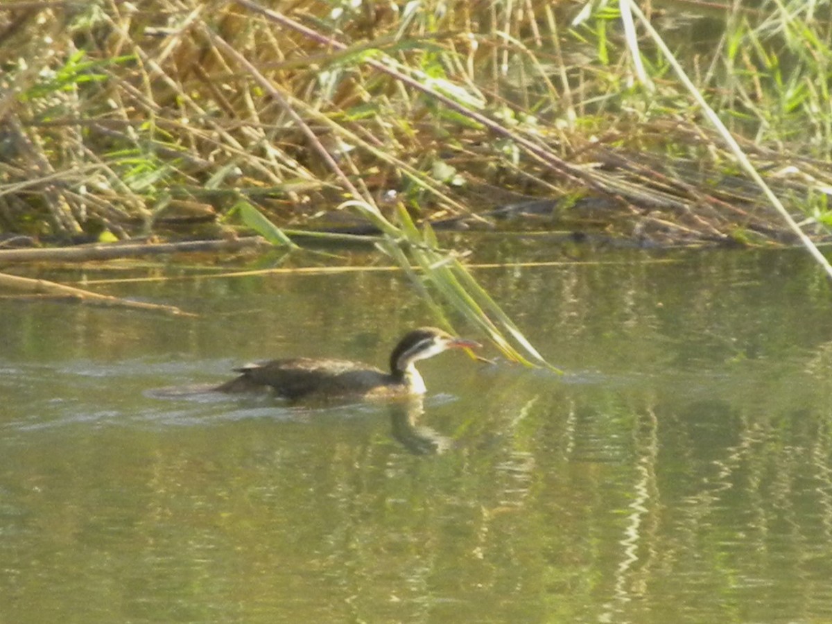 African Finfoot - Martin Pitt