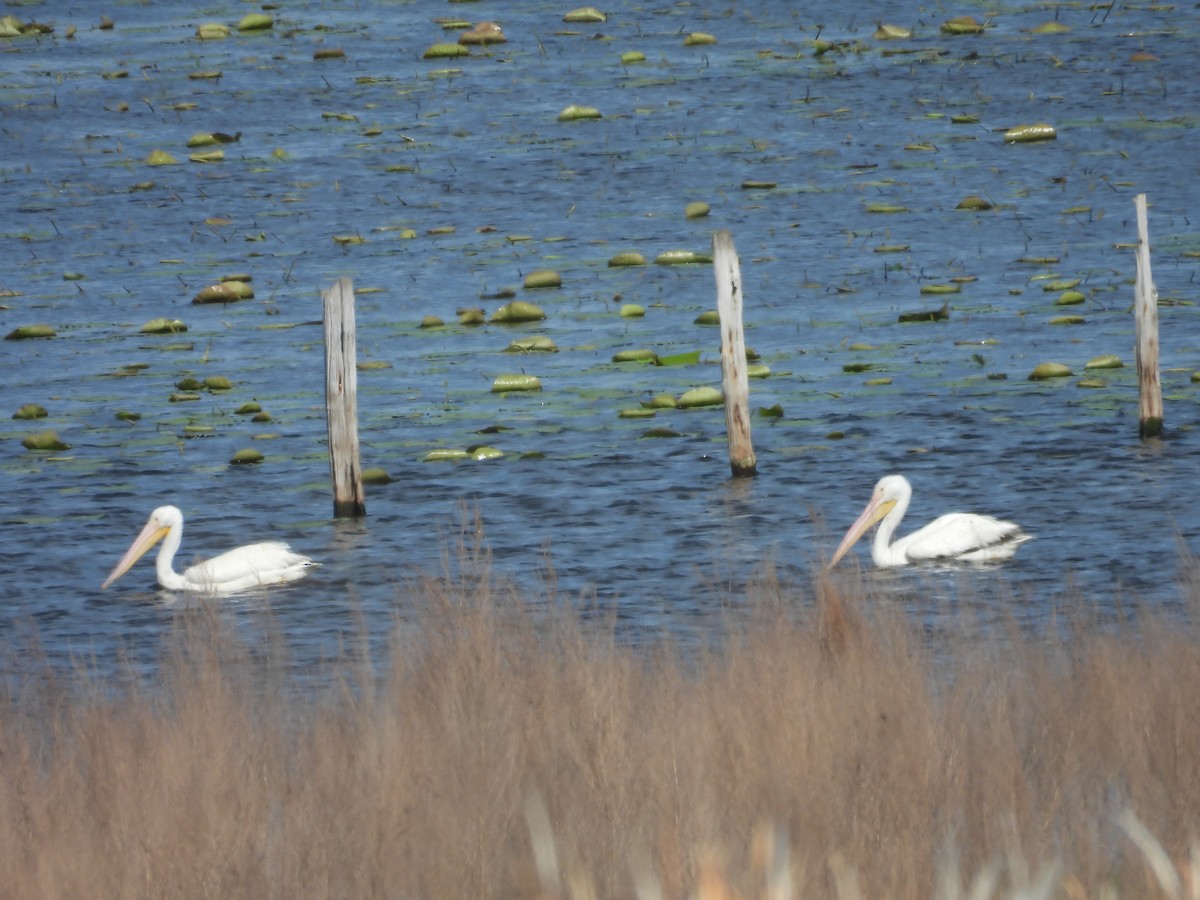 American White Pelican - ML616508782