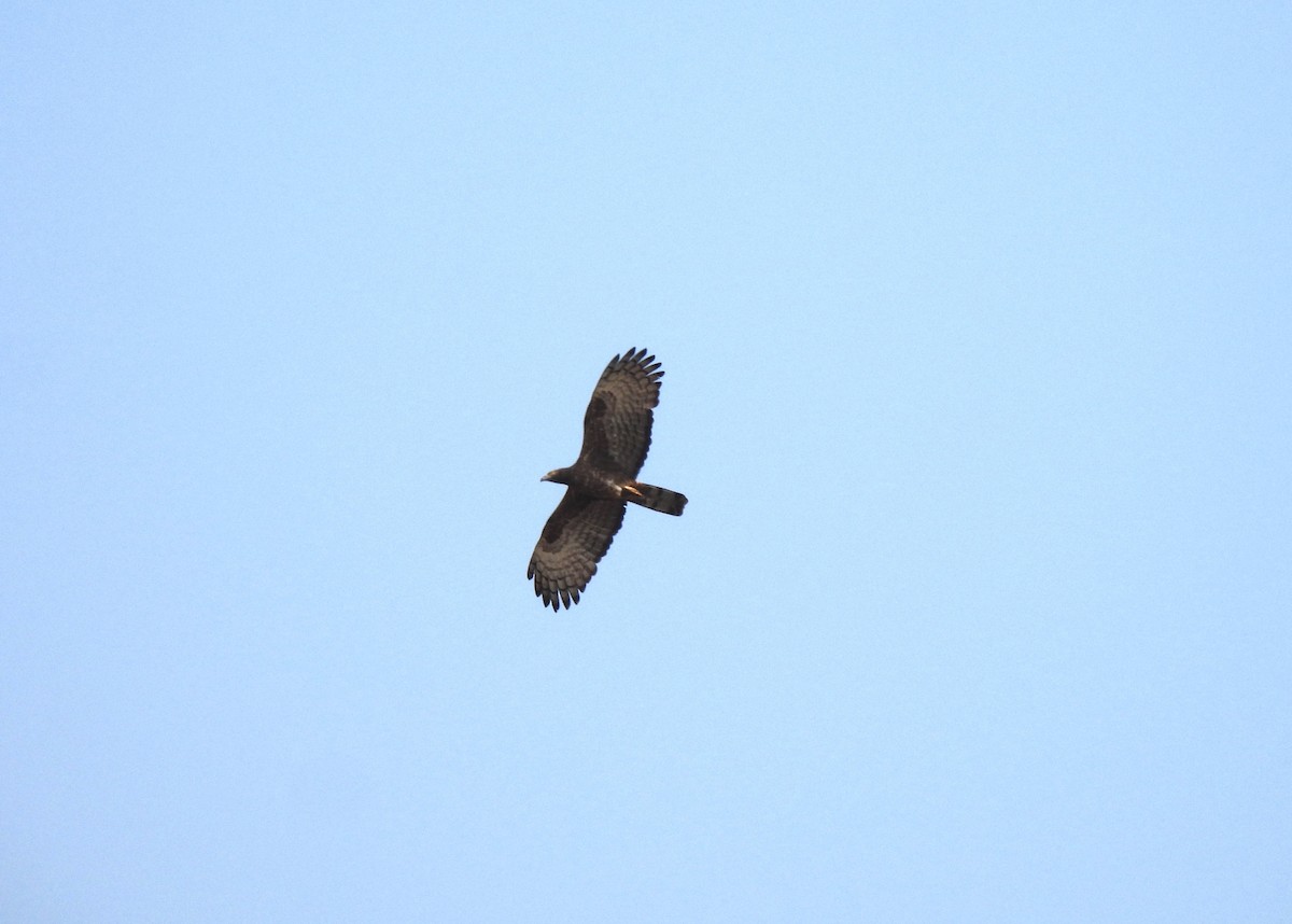 Oriental Honey-buzzard - ML616508800