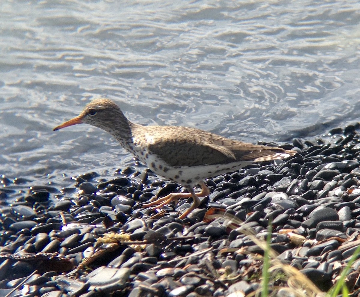 Spotted Sandpiper - ML616508826